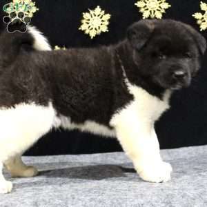 Cooper, Akita Puppy